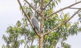 New Britain Goshawk