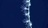 deep sea photo