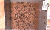 Polymetallic nodules