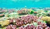 Ofu back reef pools