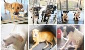 Puppies and dogs up for adoption at the Veterinary Clinic in Tafuna