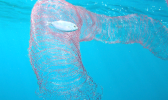 FLOATING EGG MASS