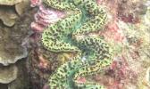 A color variation of Tridacna maxima 