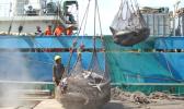 unregulated fishing