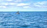 WHALE